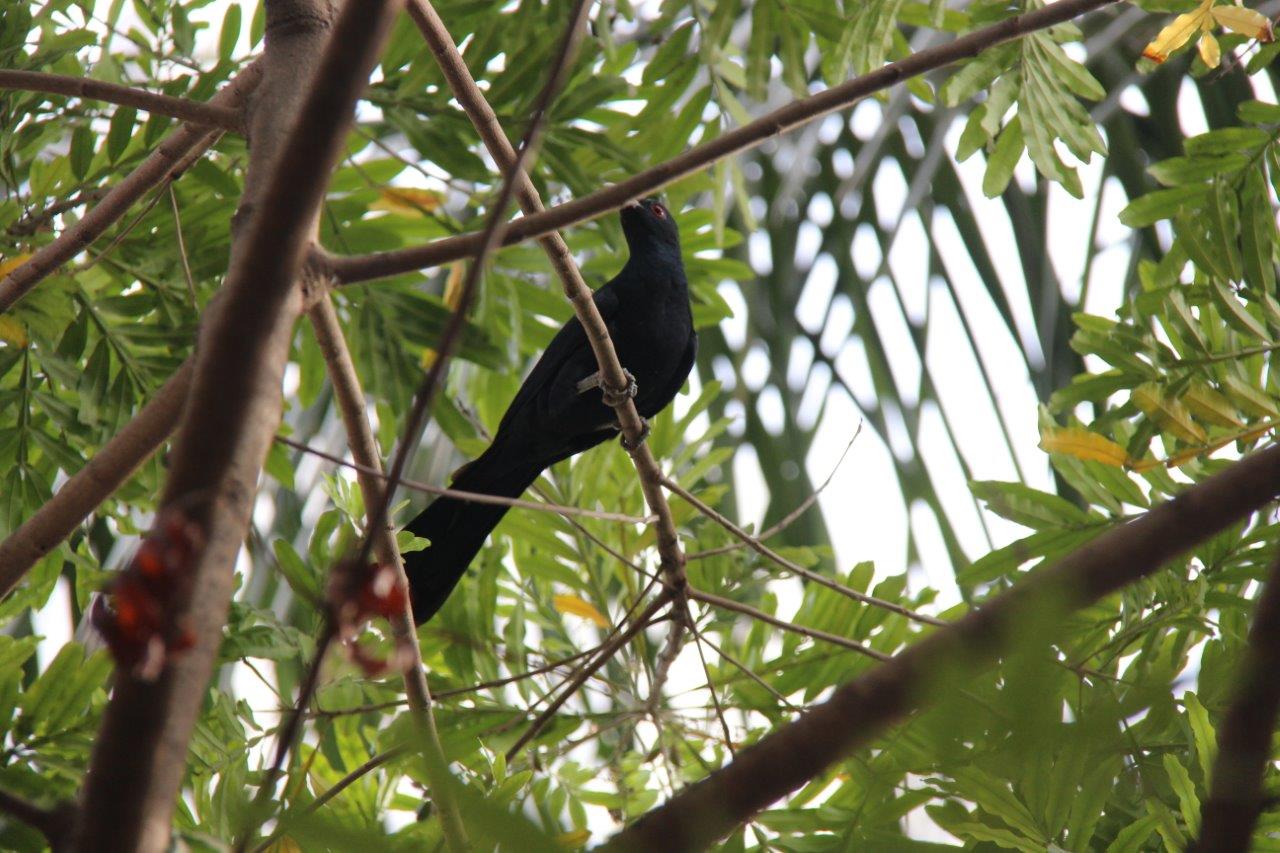 a black bird sitting on top of a tree branch – Mont Ivy Preschools