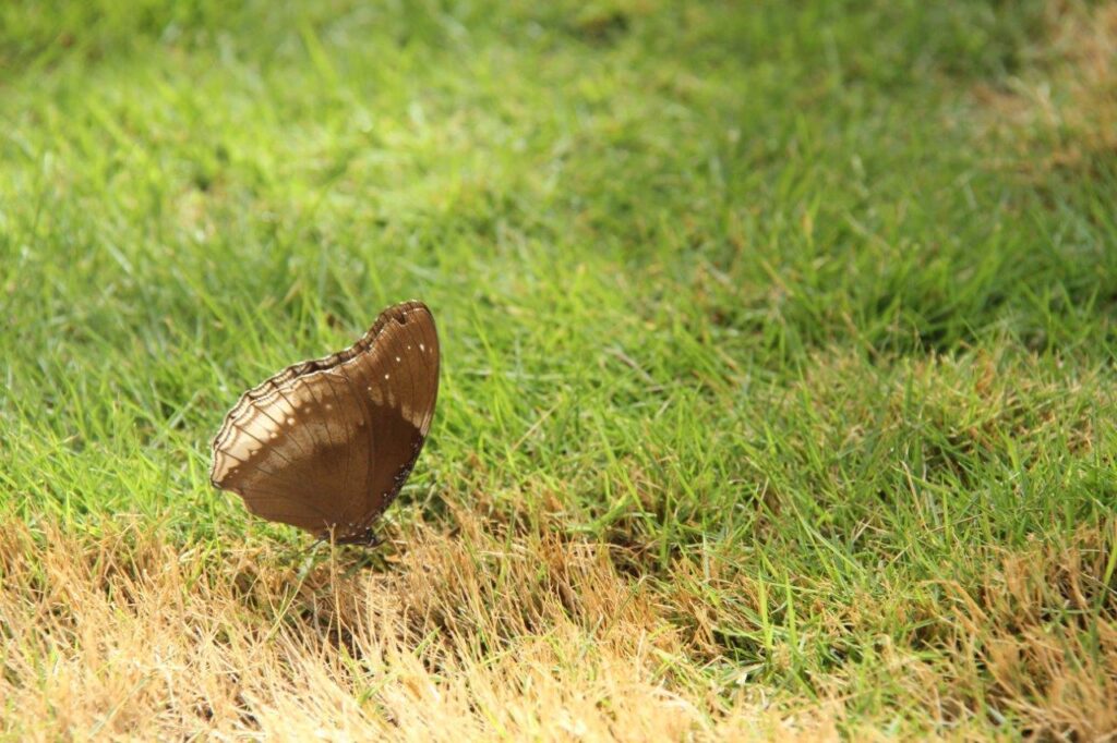 a butterfly sitting on the ground in the grass – Mont Ivy Preschools